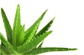 Aloe Vera tegen littekens