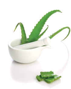 Aloe vera geknipt