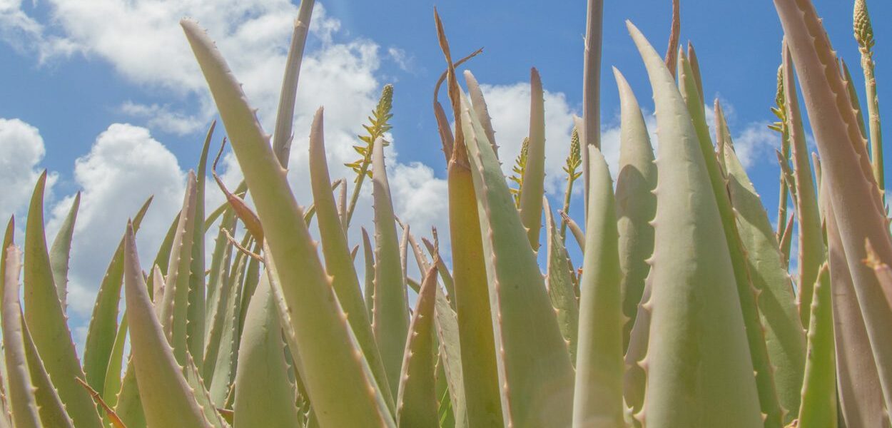 Aloe vera