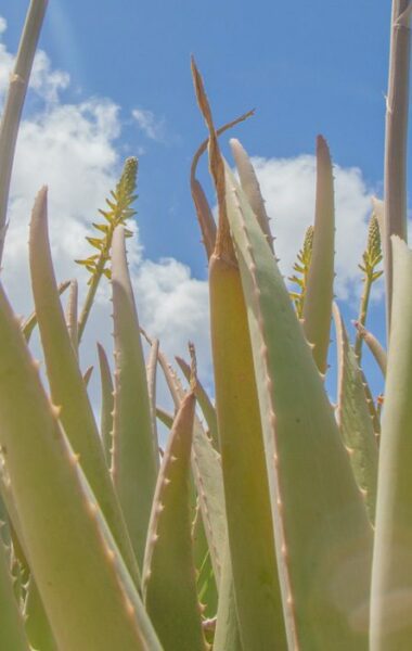 Aloe vera