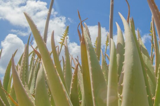 Aloe vera