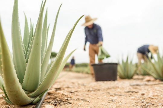 Aloe Vera ingrediënt