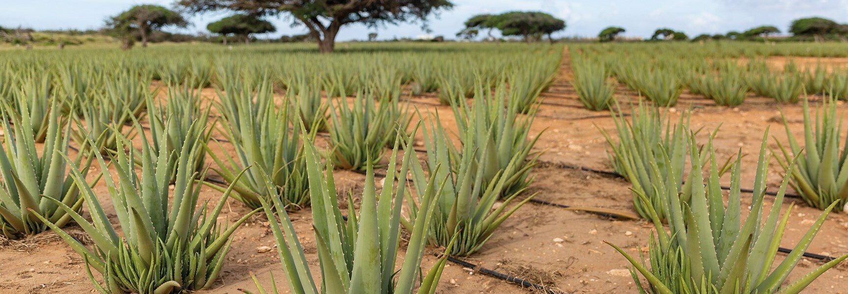 Aloe Vera Plantage