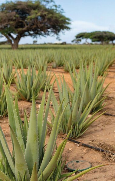 Aloe Vera Plantage