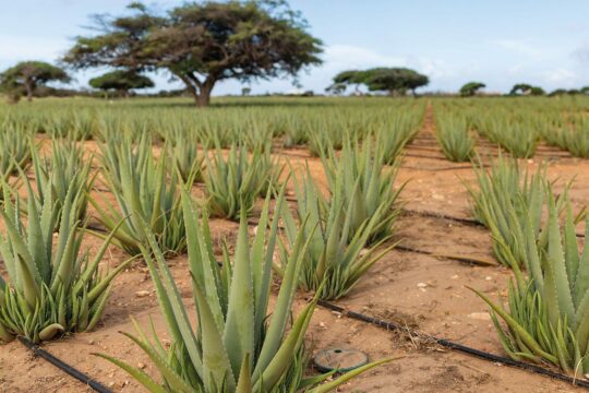 Aloe Vera Plantage