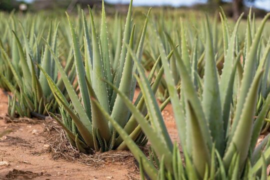 Aloë Vera veld