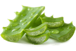 ingredient verse aloe vera